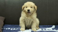 ゴールデンレトリーバーの子犬の写真No.202508207正面10月3日現在