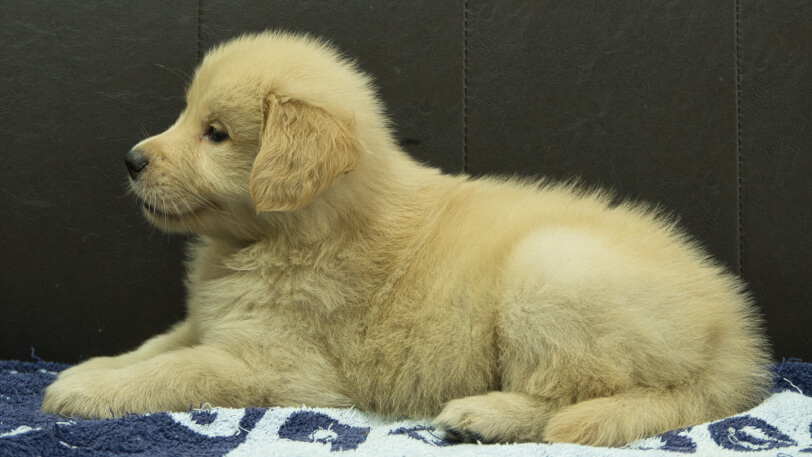 ゴールデンレトリーバーの子犬の写真No.202508207左側面10月3日現在
