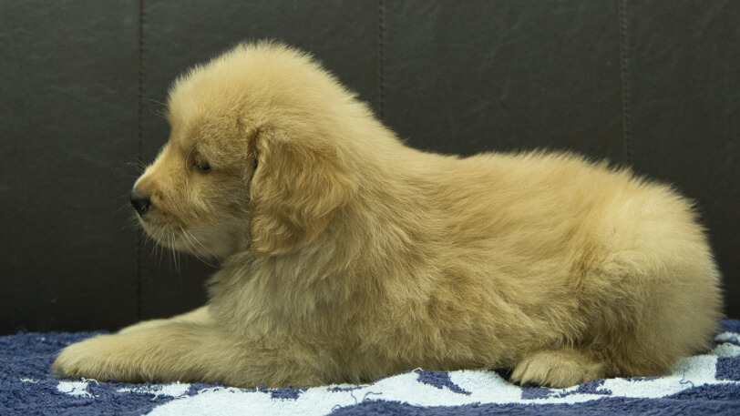 ゴールデンレトリーバーの子犬の写真No.202508201左側面10月3日現在