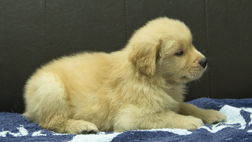 ゴールデンレトリーバーの子犬の写真No.202508202右側面10月3日現在