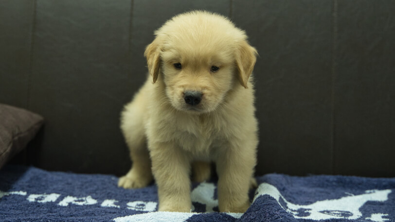 ゴールデンレトリーバーの子犬の写真No.202508202正面10月3日現在