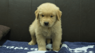 ゴールデンレトリーバーの子犬の写真No.202508202正面10月3日現在