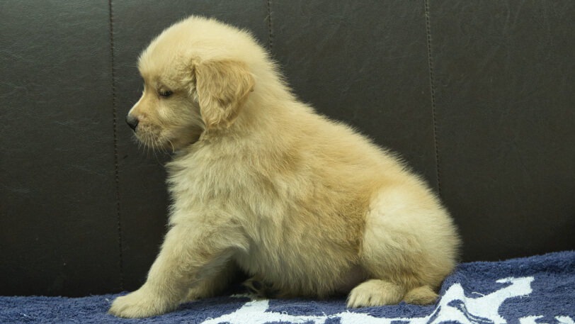 ゴールデンレトリーバーの子犬の写真No.202508202左側面10月3日現在
