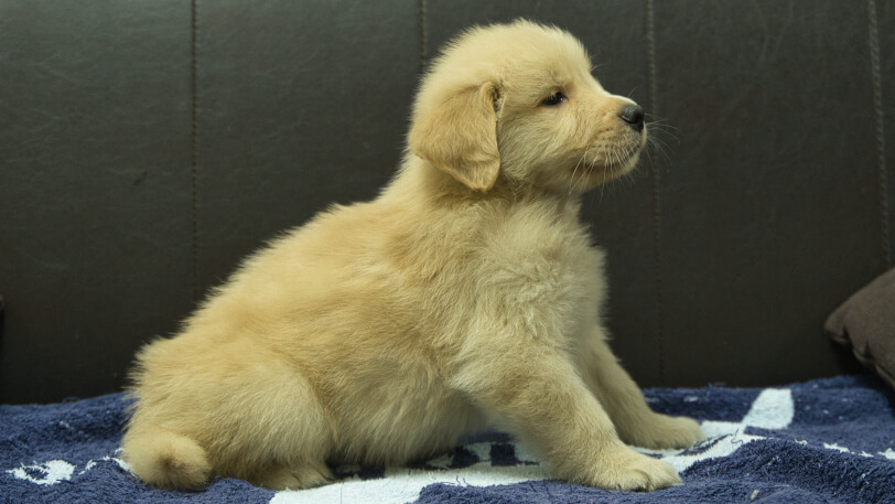 ゴールデンレトリーバーの子犬の写真No.202508203右側面10月3日現在