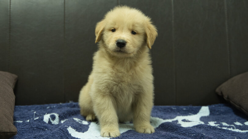 ゴールデンレトリーバーの子犬の写真No.202508203正面10月3日現在