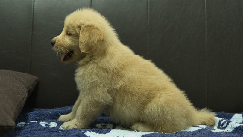ゴールデンレトリーバーの子犬の写真No.202508203左側面10月3日現在