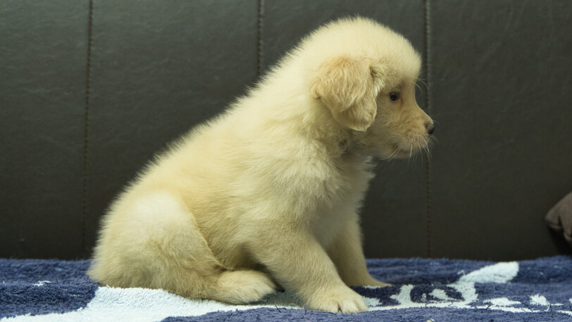 ゴールデンレトリーバーの子犬の写真No.202508204右側面10月3日現在