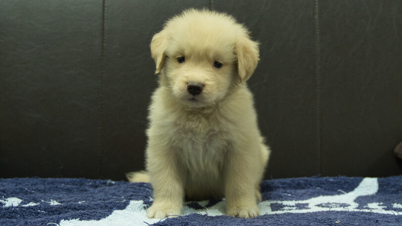 ゴールデンレトリーバーの子犬の写真No.202508204正面10月3日現在