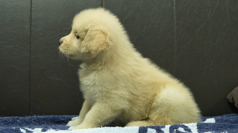 ゴールデンレトリーバーの子犬の写真No.202508204左側面10月3日現在