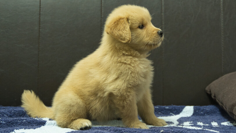 ゴールデンレトリーバーの子犬の写真No.202508206右側面10月3日現在