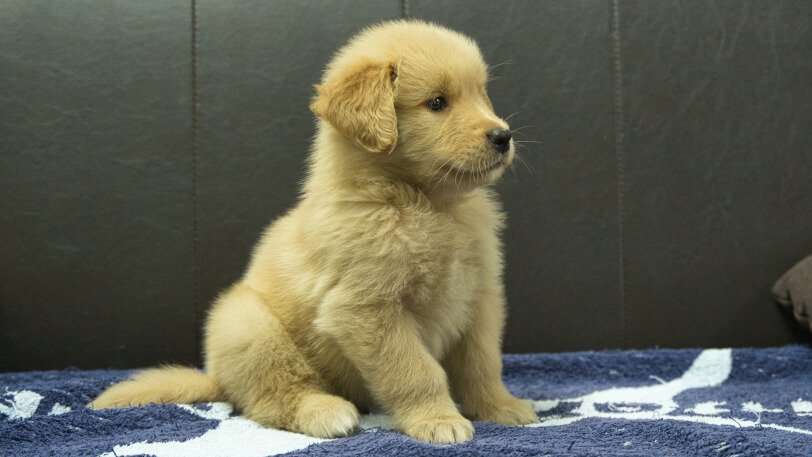 ゴールデンレトリーバーの子犬の写真No.202508206-5　10月3日現在