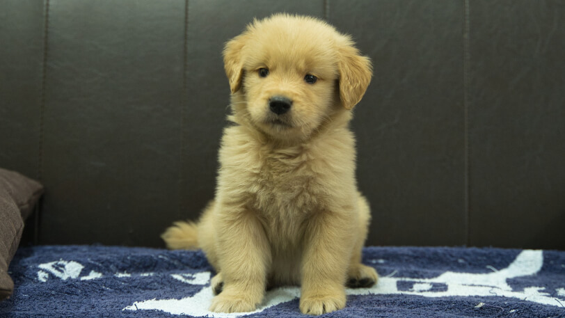 ゴールデンレトリーバーの子犬の写真No.202508206正面10月3日現在
