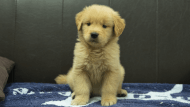 ゴールデンレトリーバーの子犬の写真No.202508206正面10月3日現在