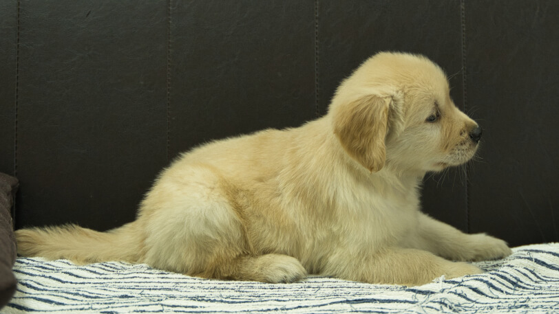 ゴールデンレトリーバーの子犬の写真No.202508221右側面10月8日現在