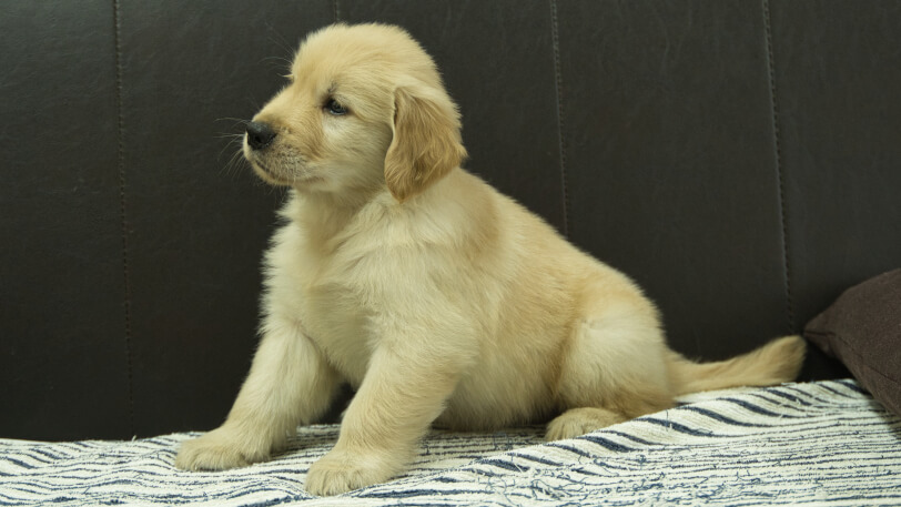 ゴールデンレトリーバーの子犬の写真No.202508221-4 10月8日現在