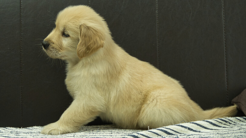 ゴールデンレトリーバーの子犬の写真No.202508221左側面10月8日現在