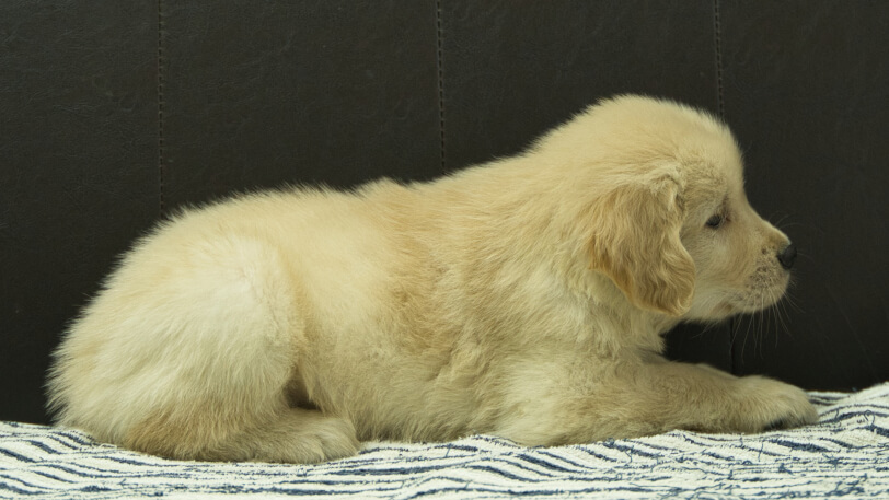ゴールデンレトリーバーの子犬の写真No.202508222右側面10月8日現在