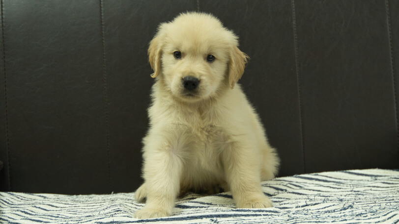 ゴールデンレトリーバーの子犬の写真No.202508222正面10月8日現在