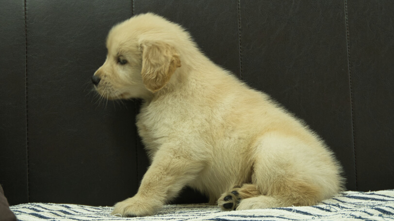 ゴールデンレトリーバーの子犬の写真No.202508222左側面10月8日現在