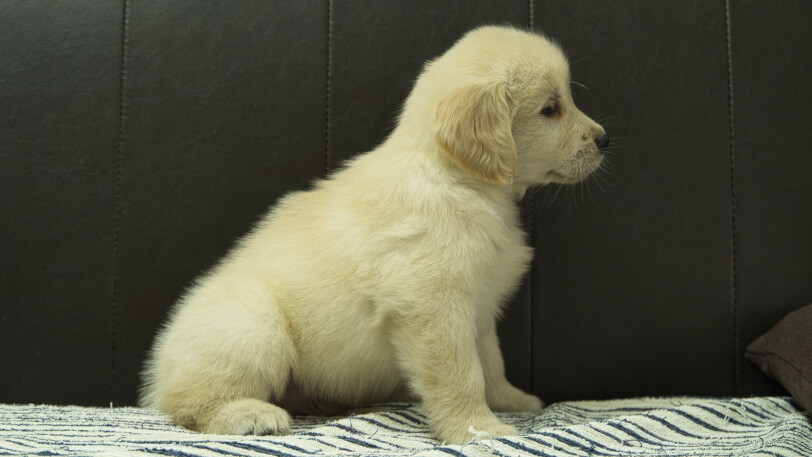 ゴールデンレトリーバーの子犬の写真No.202508223右側面10月8日現在