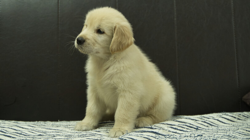ゴールデンレトリーバーの子犬の写真No.202508223-4 10月8日現在