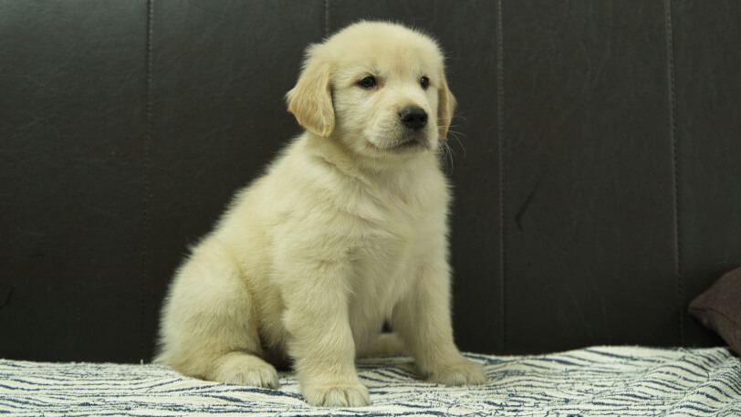 ゴールデンレトリーバーの子犬の写真No.202508223-5 10月8日現在