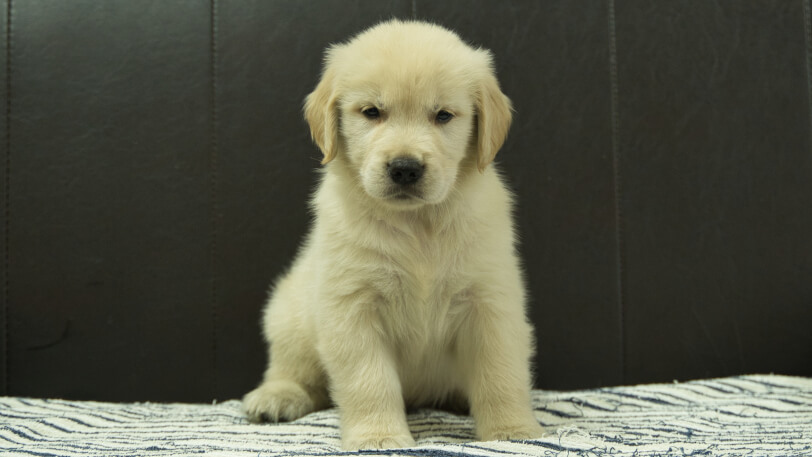 ゴールデンレトリーバーの子犬の写真No.202508223正面10月8日現在