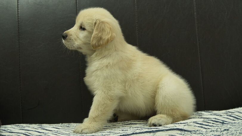 ゴールデンレトリーバーの子犬の写真No.202508223左側面10月8日現在