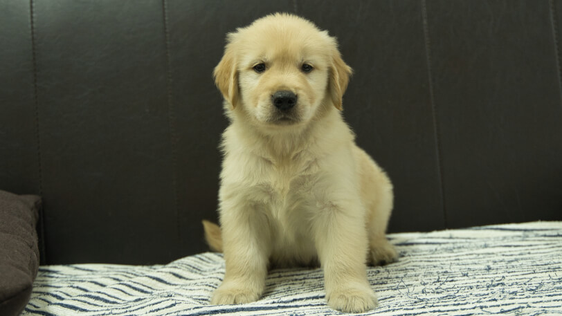 ゴールデンレトリーバーの子犬の写真No.202508221正面10月8日現在