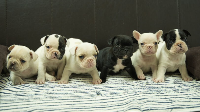 2025年9月5日生まれのフレンチブルドッグの子犬