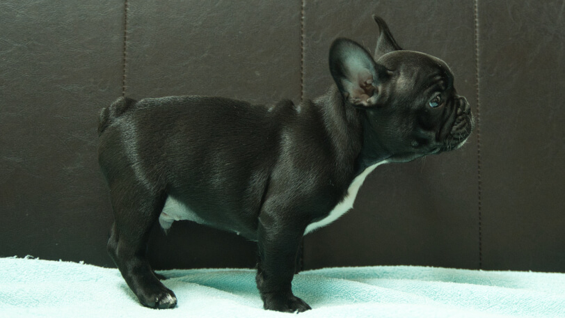 フレンチブルドッグ子犬の写真No.202509051右側面10月29日現在