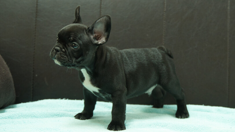 フレンチブルドッグ子犬の写真No.202509051-4 10月29日現在