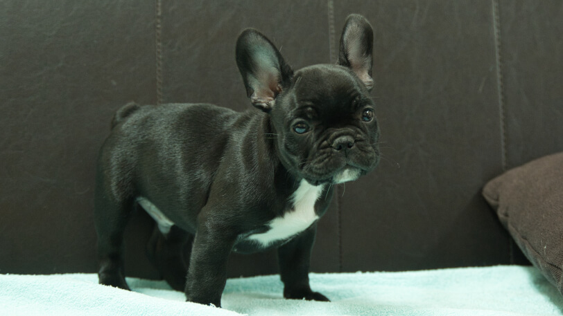 フレンチブルドッグ子犬の写真No.202509051-5 10月29日現在