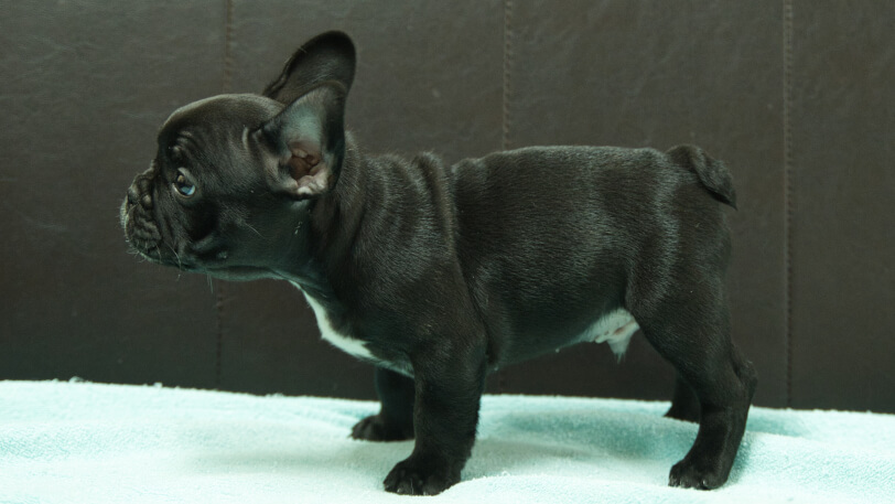 フレンチブルドッグ子犬の写真No.202509051左側面10月29日現在