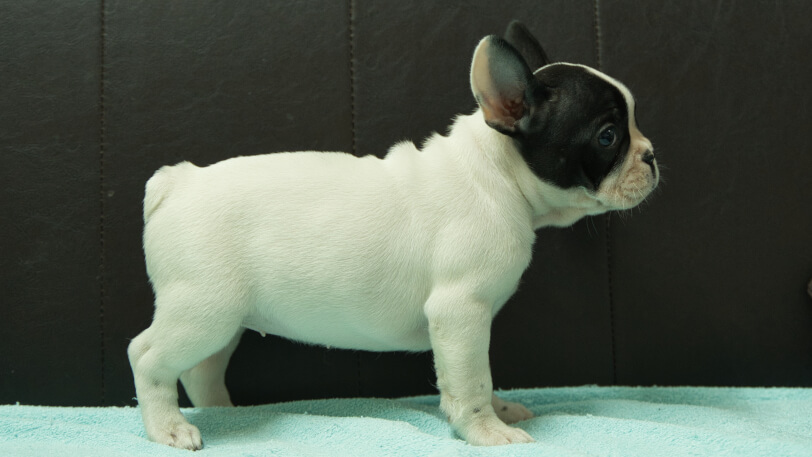 フレンチブルドッグ子犬の写真No.202509052右側面10月29日現在