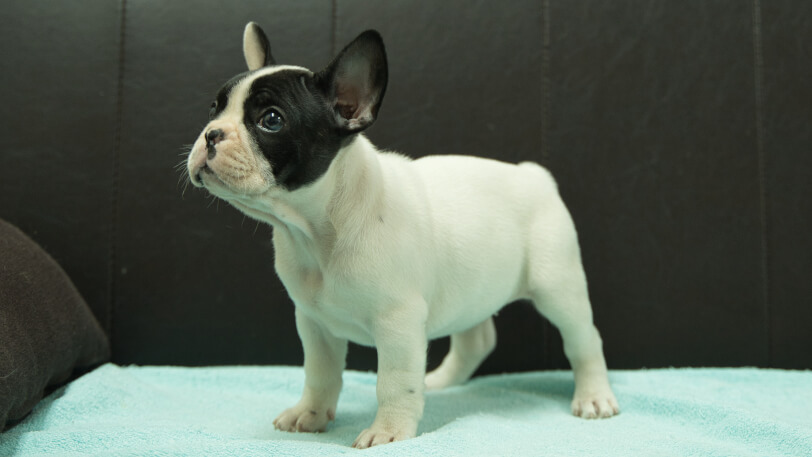 フレンチブルドッグ子犬の写真No.202509052-4 10月29日現在