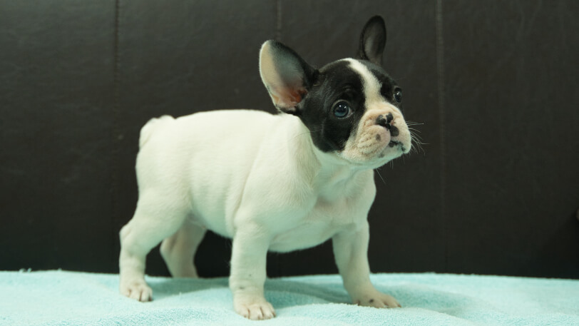 フレンチブルドッグ子犬の写真No.202509052-5 10月29日現在