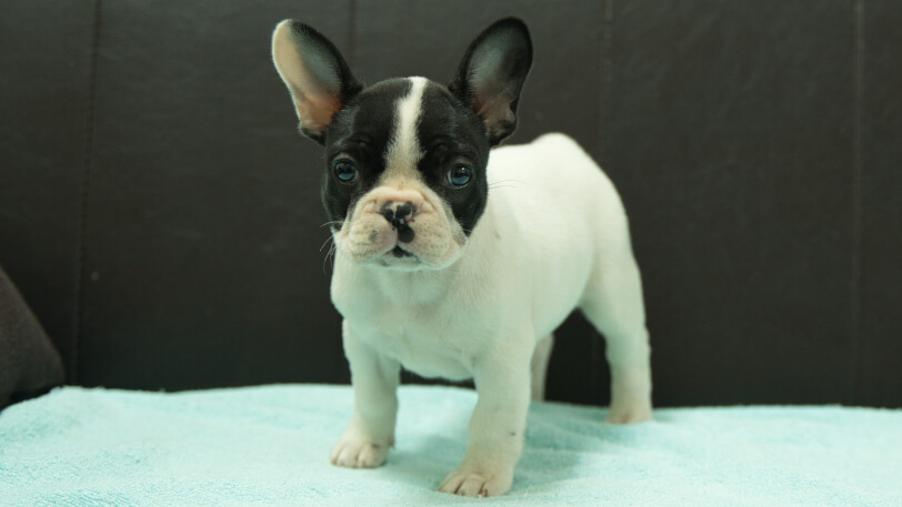 フレンチブルドッグ子犬の写真No.202509052正面10月29日現在