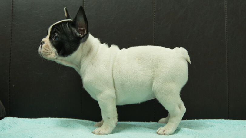 フレンチブルドッグ子犬の写真No.202509052左側面10月29日現在