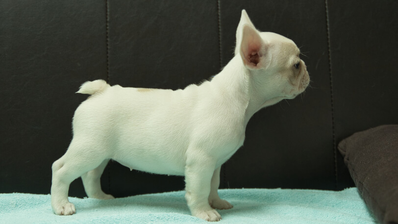 フレンチブルドッグ子犬の写真No.202509054右側面10月29日現在