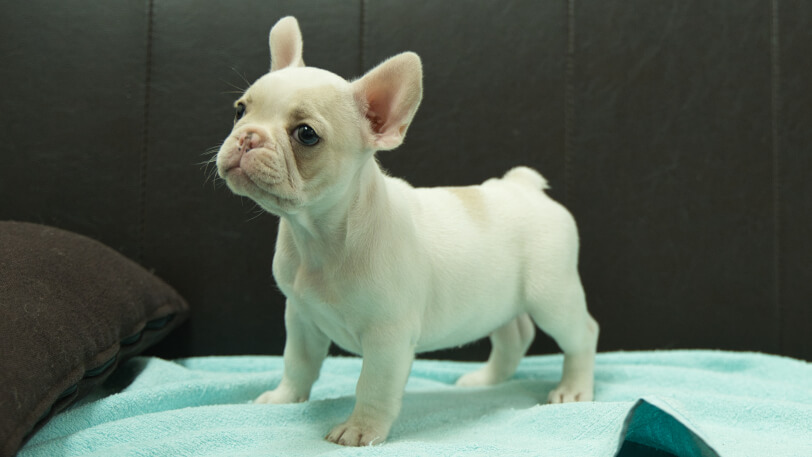 フレンチブルドッグ子犬の写真No.202509054-4 10月29日現在