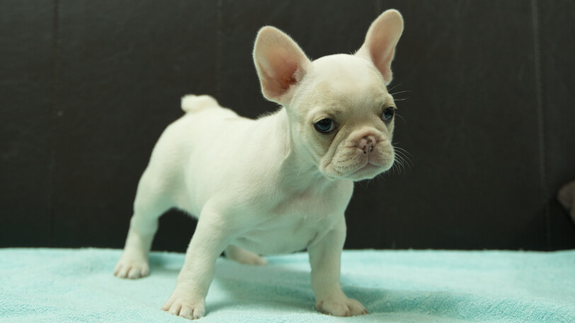 フレンチブルドッグ子犬の写真No.202509054-5 10月29日現在