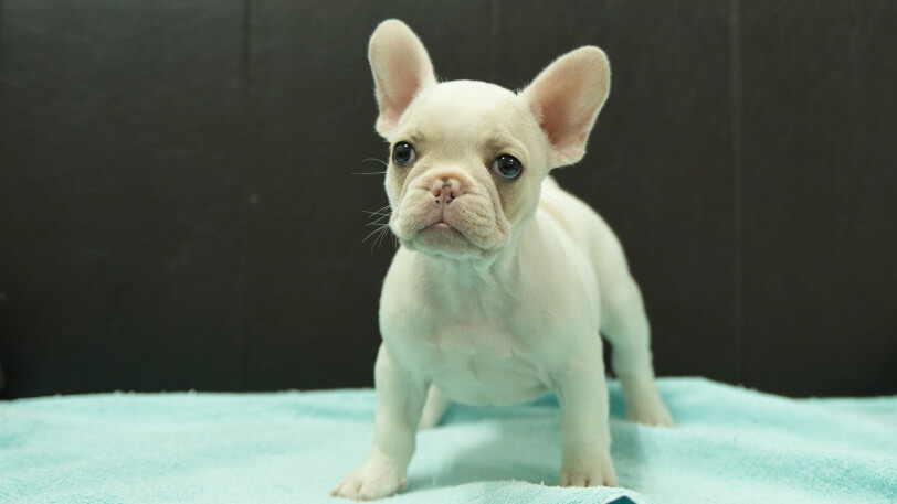 フレンチブルドッグ子犬の写真No.202509054正面10月29日現在