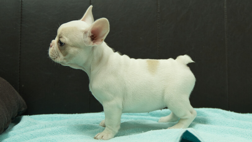 フレンチブルドッグ子犬の写真No.202509054左側面10月29日現在