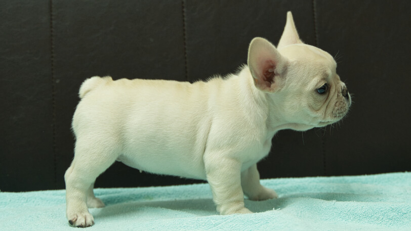 フレンチブルドッグ子犬の写真No.202509055右側面10月29日現在