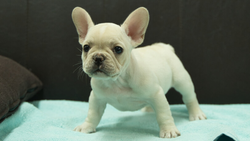 フレンチブルドッグ子犬の写真No.202509055-4 10月29日現在