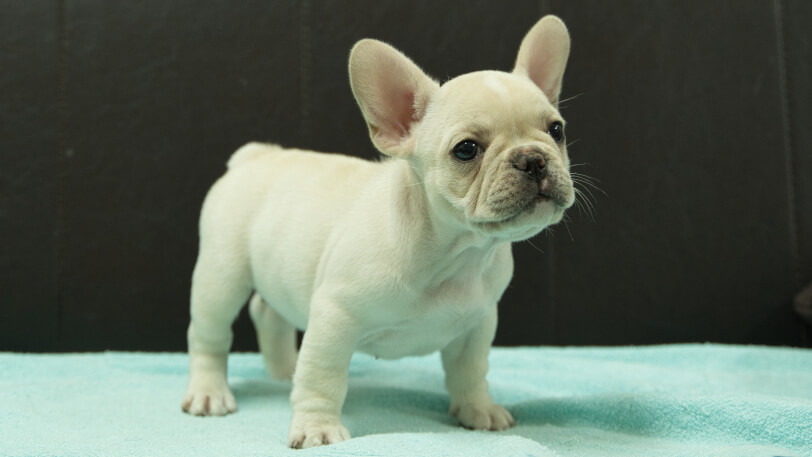 フレンチブルドッグ子犬の写真No.202509055-5 10月29日現在