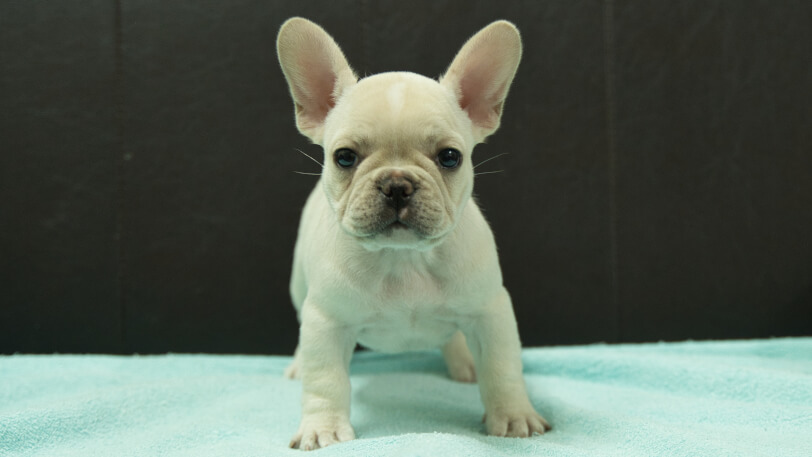 フレンチブルドッグ子犬の写真No.202509055正面10月29日現在