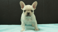 フレンチブルドッグ子犬の写真No.202509055正面10月29日現在