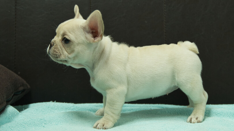 フレンチブルドッグ子犬の写真No.202509055左側面10月29日現在
